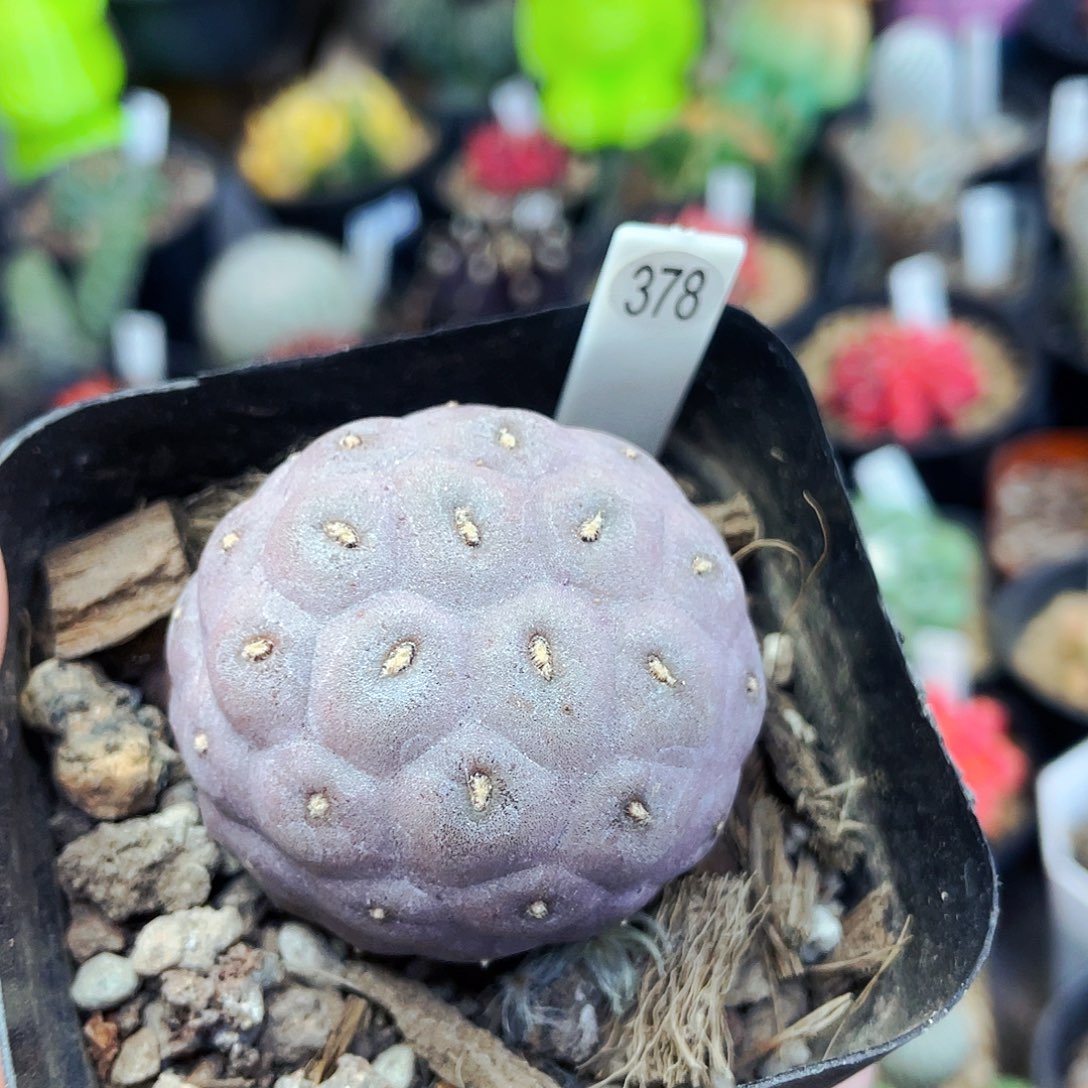 非偏远地区满25包邮仙人球