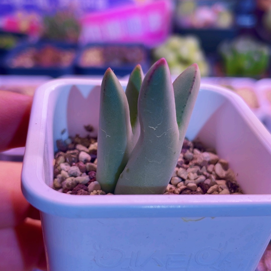 皮卡丘植物一物一拍