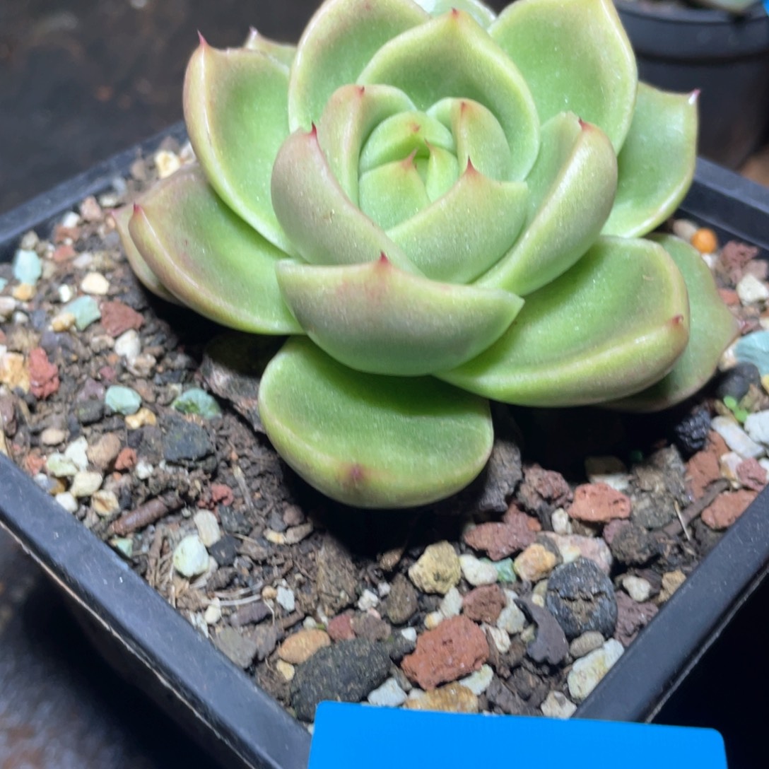 多肉植物多肉植物0538