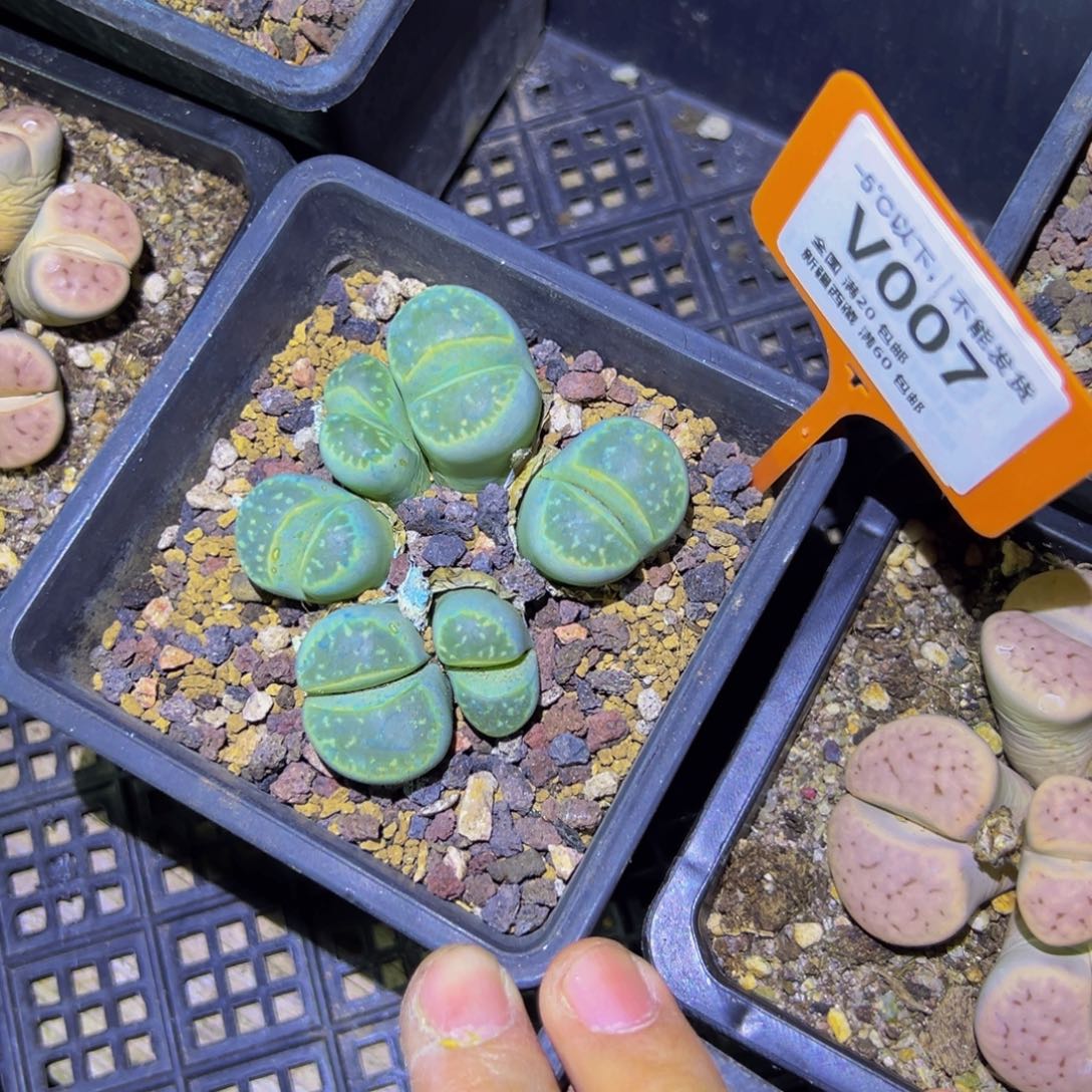 007 一物一拍，默认有伤，介意勿拍，不退不换