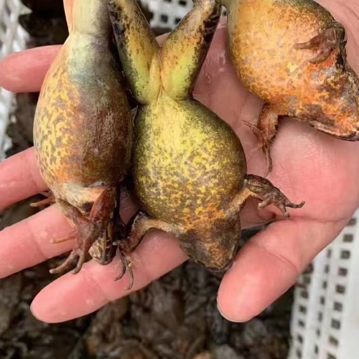 2斤东北河鲜鲜活母蛙新鲜美味口感绝佳