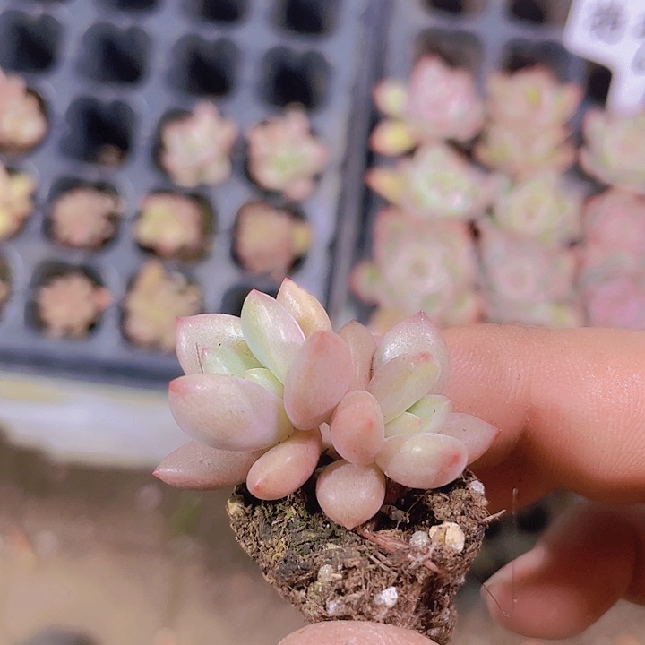 双头桃花源【满10颗包邮】