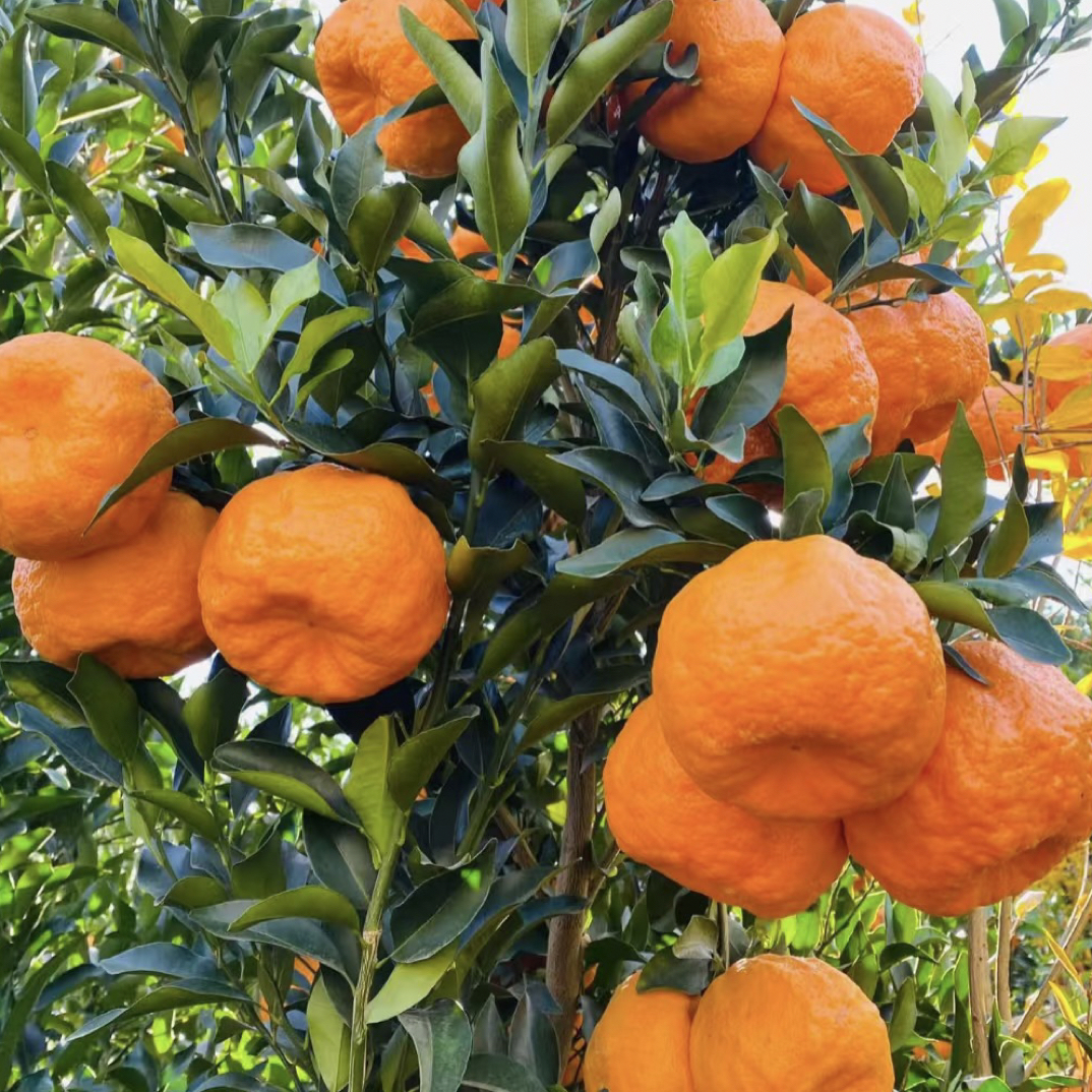 【防冻装】椪柑应季新鲜老树现摘现发孕妇芦柑肉厚无科技农家自种