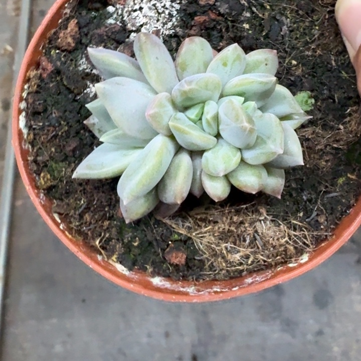 邀月 6头 一物一拍