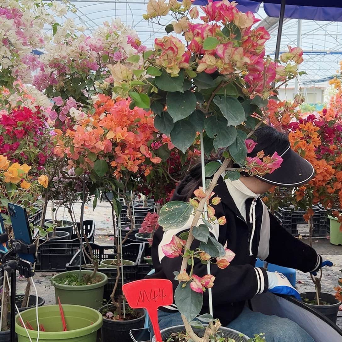 云***️大部分花苞少量开放M44金娆