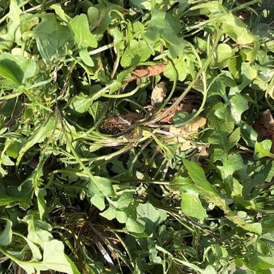 中国大陆荠菜两斤含箱赶集
