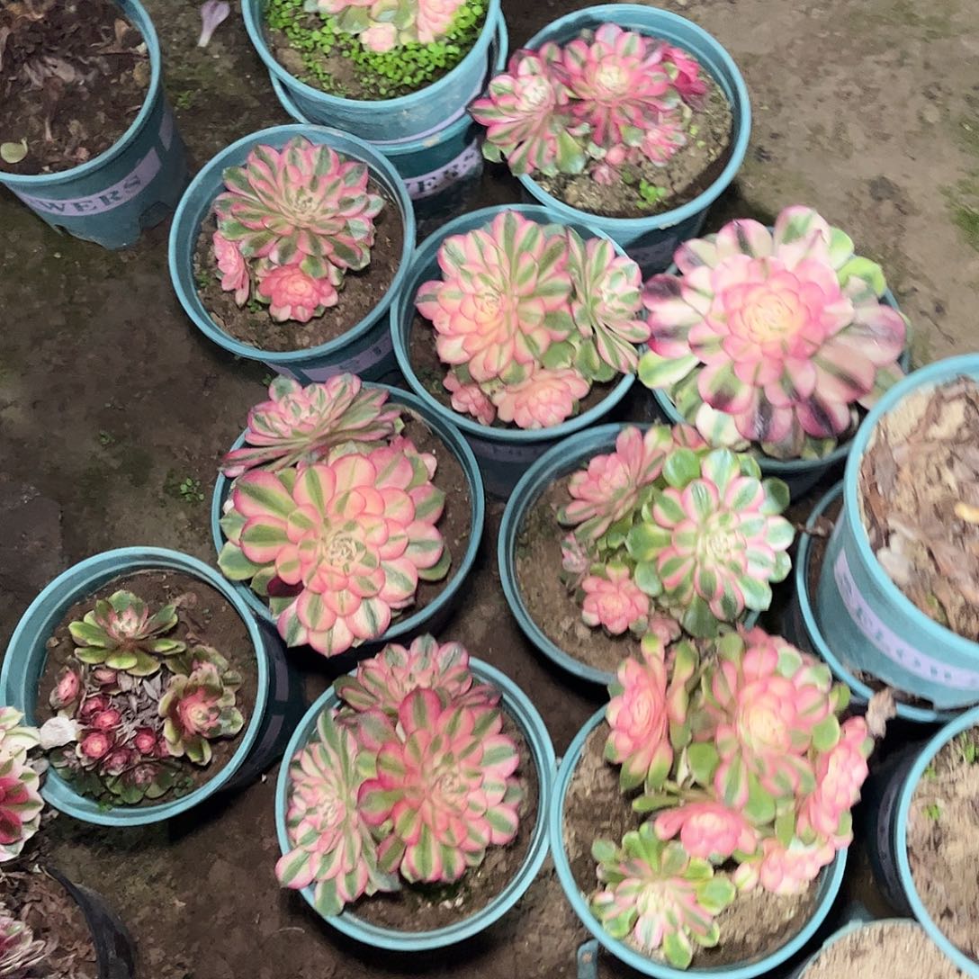 多肉法师锦荔枝母本9颗