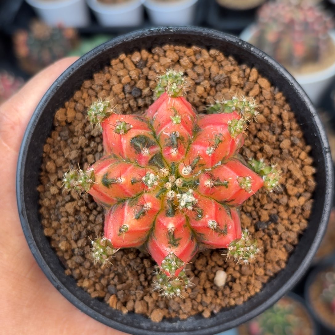 泰系米哈仙人球10号