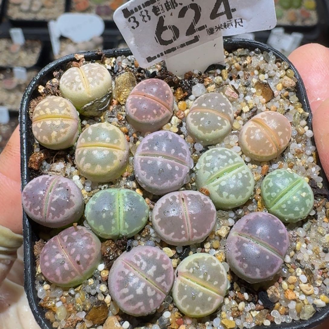 Zzzz精品生石花624