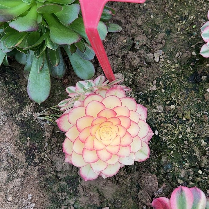 小**。4-20荔枝多肉法师