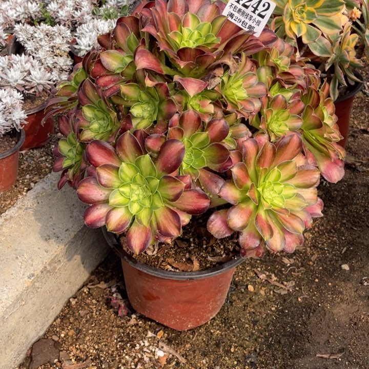 242号韶华多肉植物