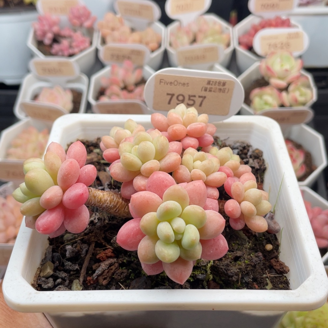 鱼子酱7957-10.0厘米