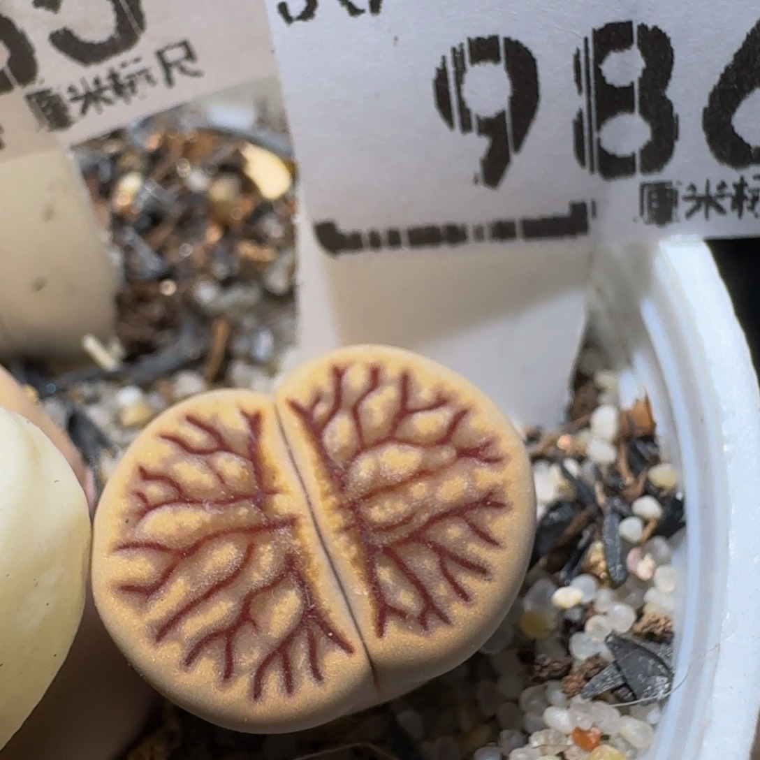 zzz生石花肉锥986