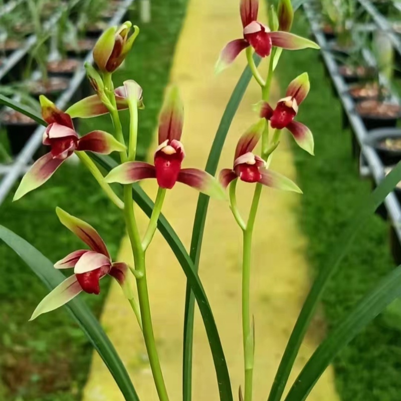 建兰名品【大国魂】终身包对版 放心购买