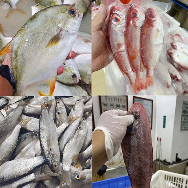 【汕尾本港鱼组合】汕尾本港红立鱼+红目良+金鲳鱼+龙舌鱼+白鱼