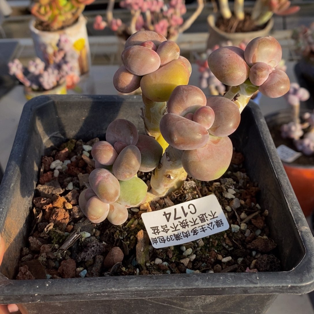 174芒果奶kk奶多肉7c m