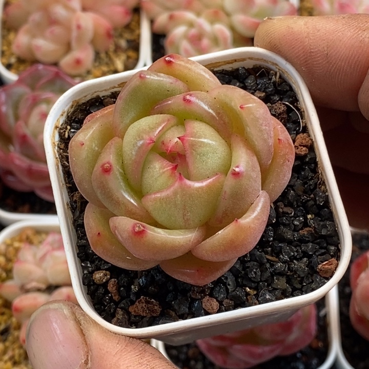 天官赐福把握机会