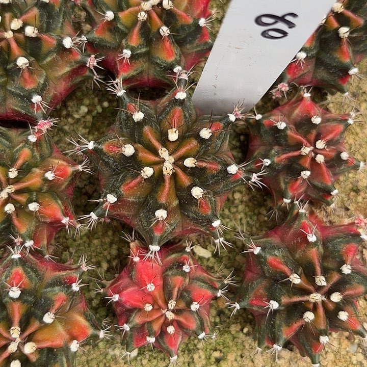 80-0524泰国发货多肉