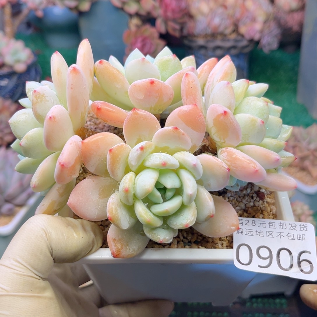 大0906；h xg x g ch n