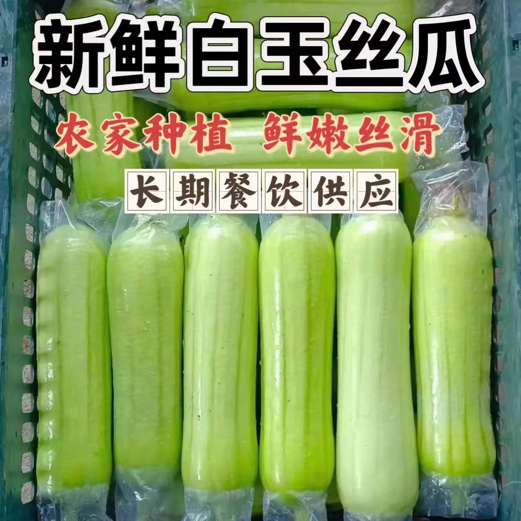 白玉牛奶丝瓜！农家自种蔬菜非肉丝瓜鲜嫩水分足带奶香