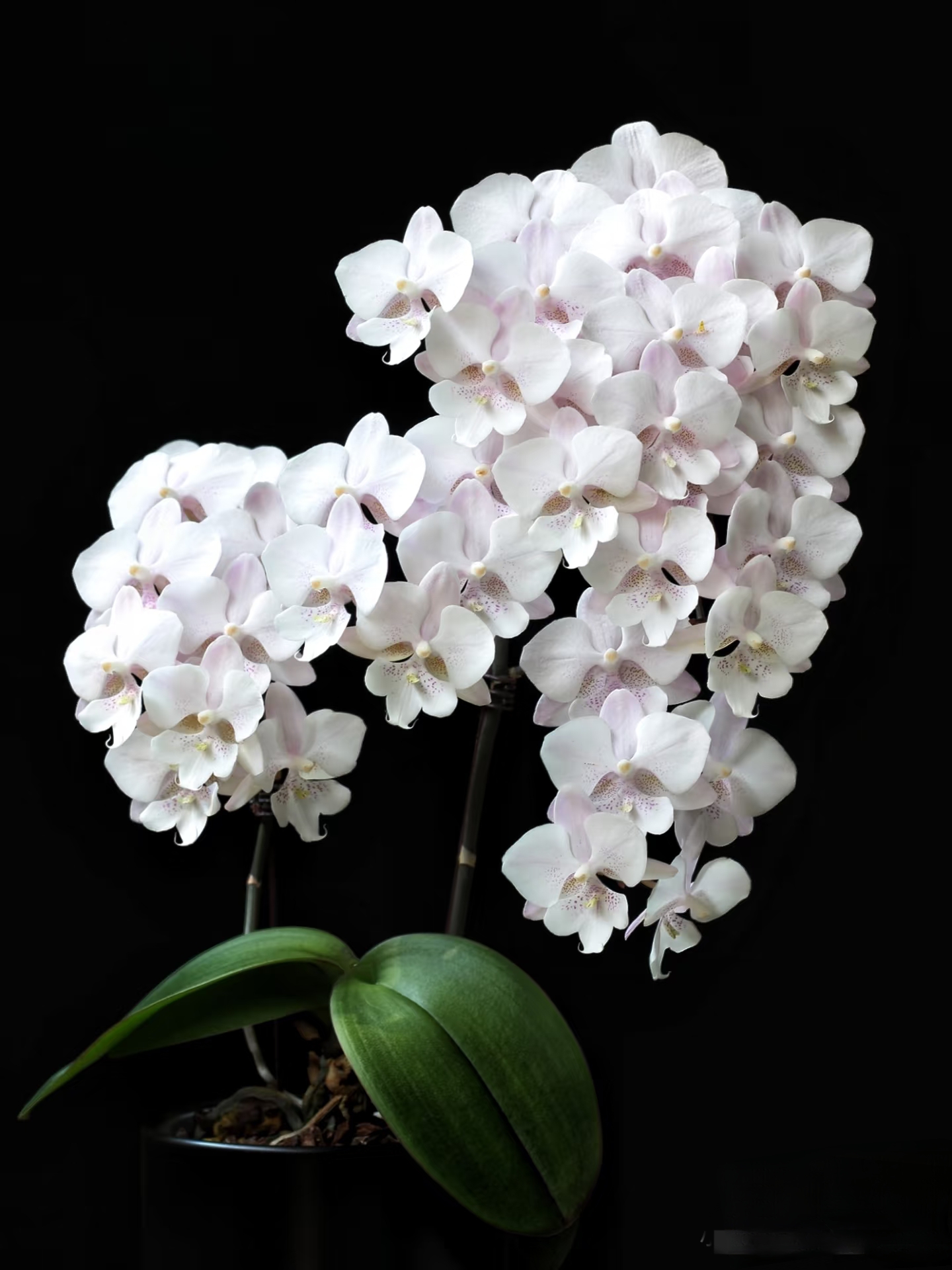 雪花大舌头蝴蝶兰3.0寸杯（双花剑）花瓣晶莹剔透爆花型