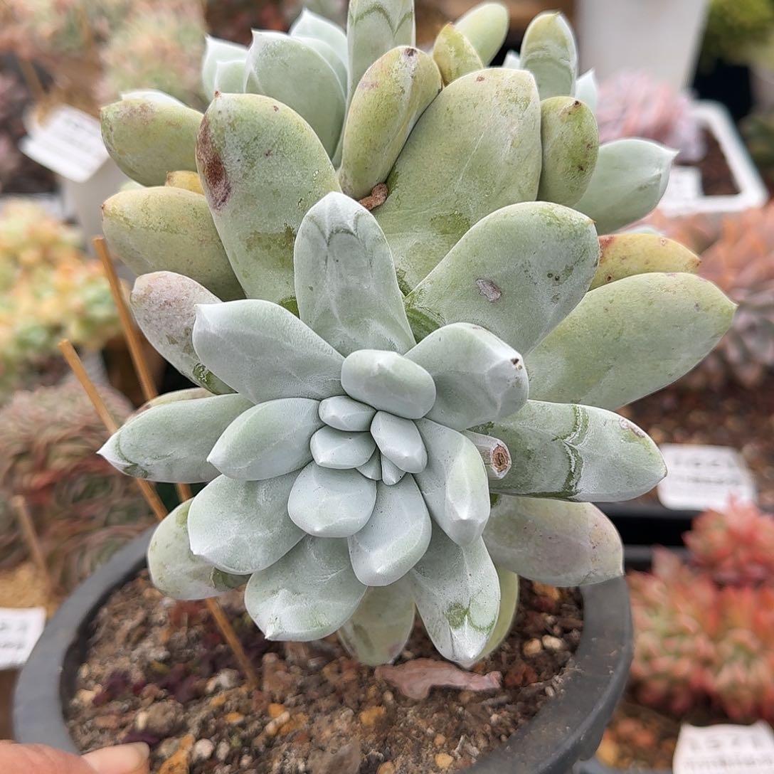 1698一物一拍（满28包邮）