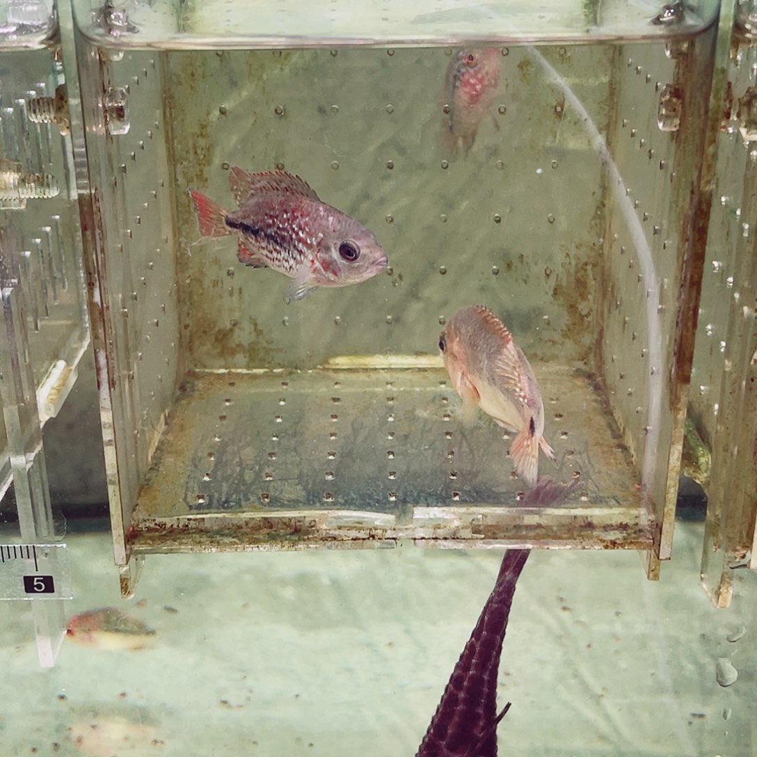 仧***昶罗汉鱼一条红马一条古典火凤