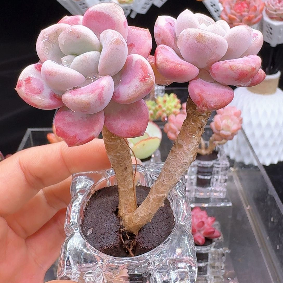 无土栽培双头花斑鹿1颗