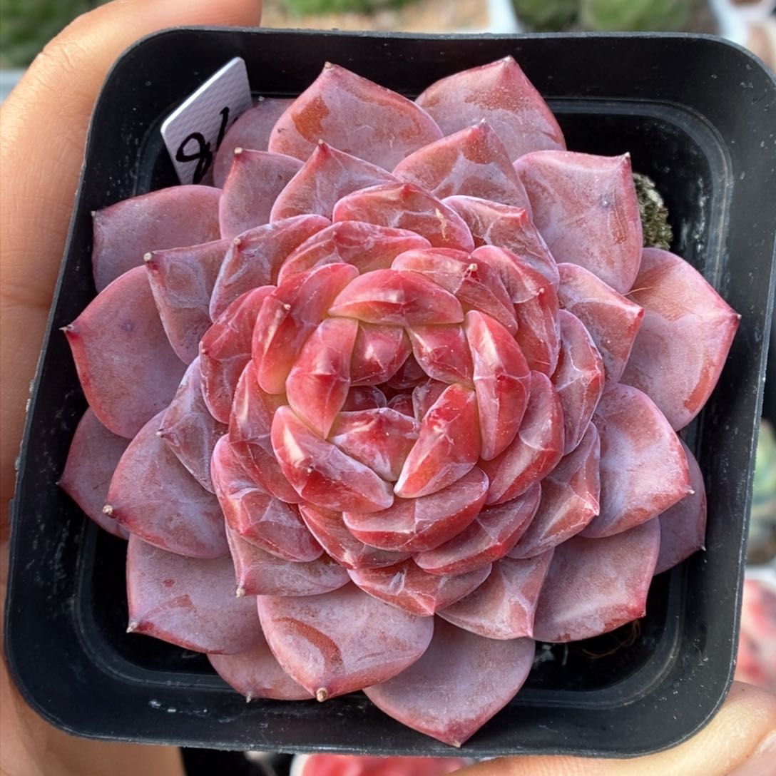 糖心琥珀可拍84号。        