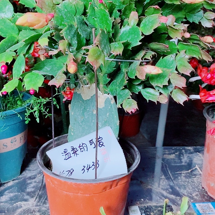 温***爱无花朵仙人掌嫁接一物一拍福利