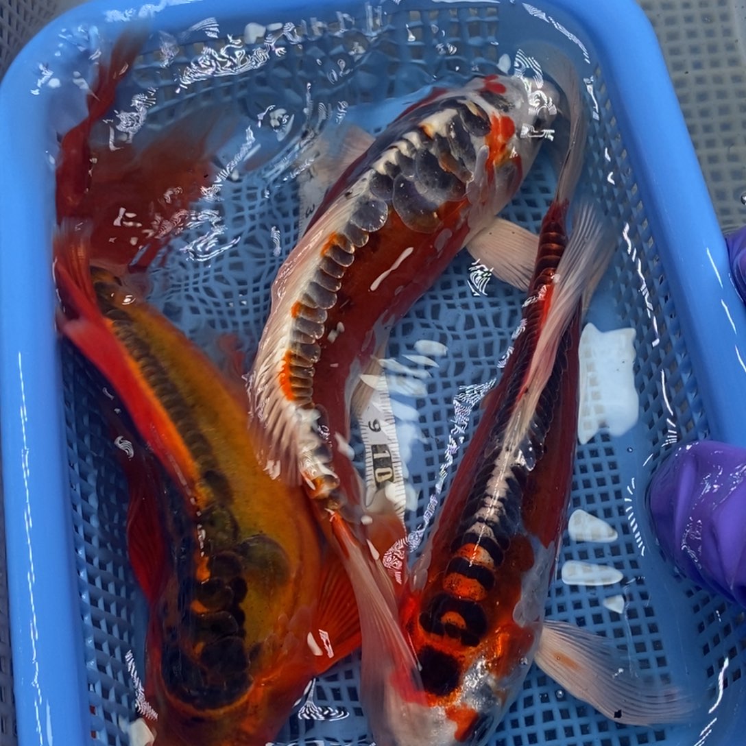 锦鲤冷水锦鲤包邮