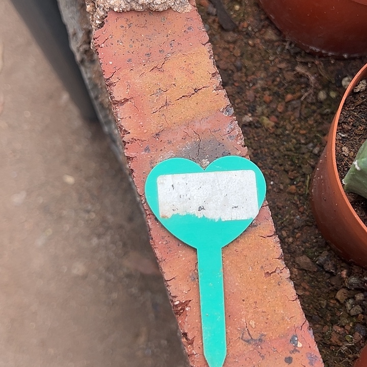 无花朵草球群自根徐不能吧VB你奶奶家急急急