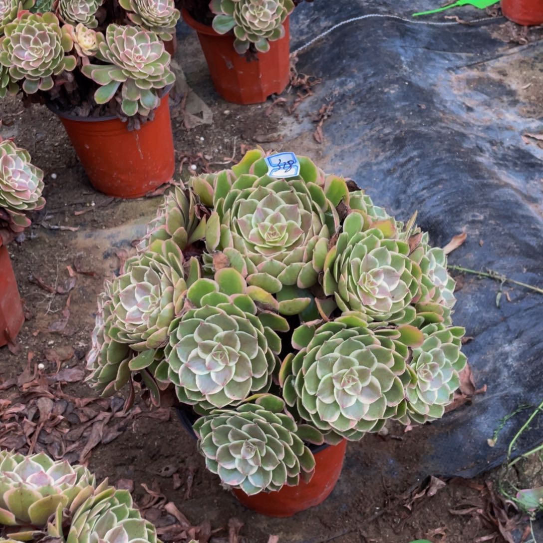 粉花妖328鲜花老桩