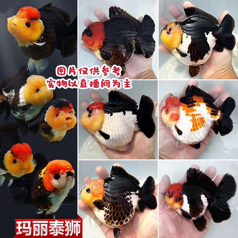 直播间精品玛丽金鱼盲盒