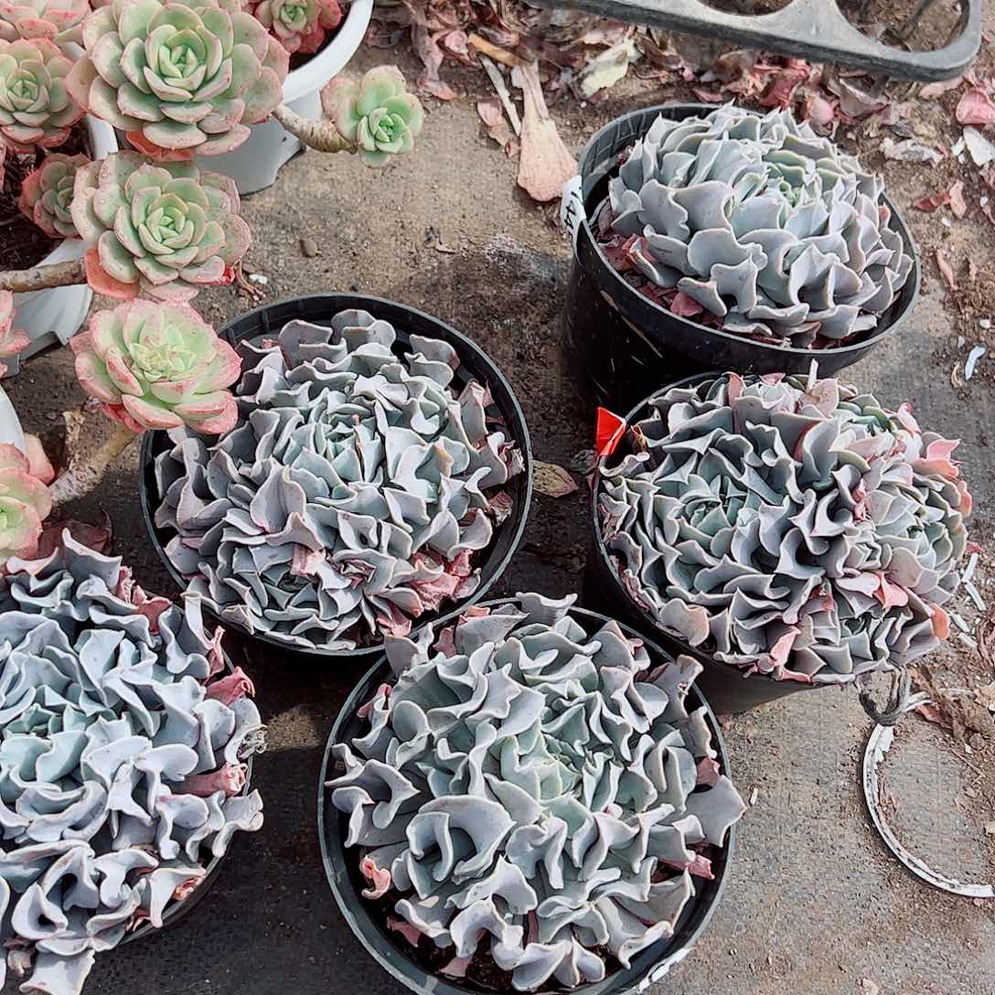 天鹅湖大单头精品