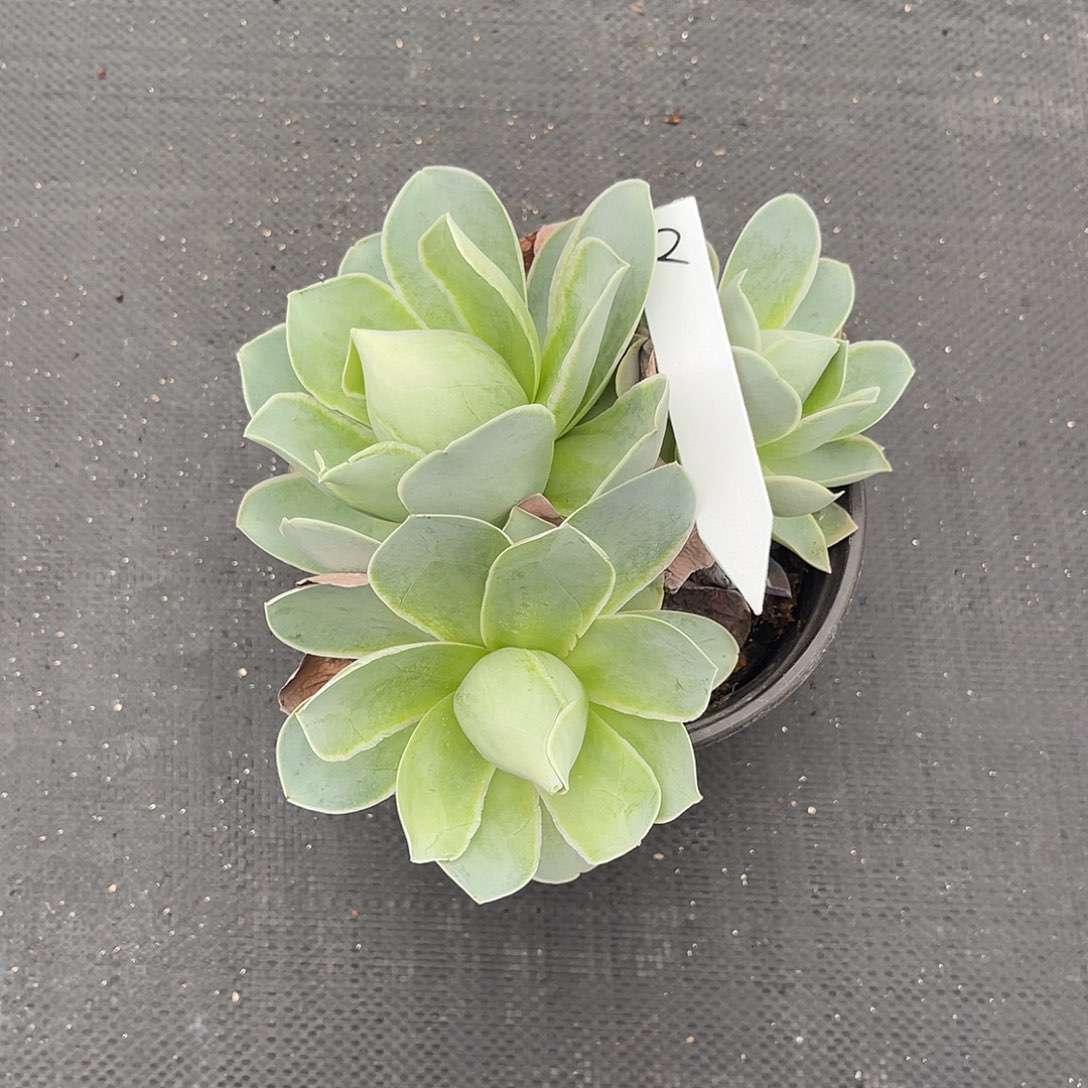 山地玫瑰一物一拍拖土发2号，不包断侧芽