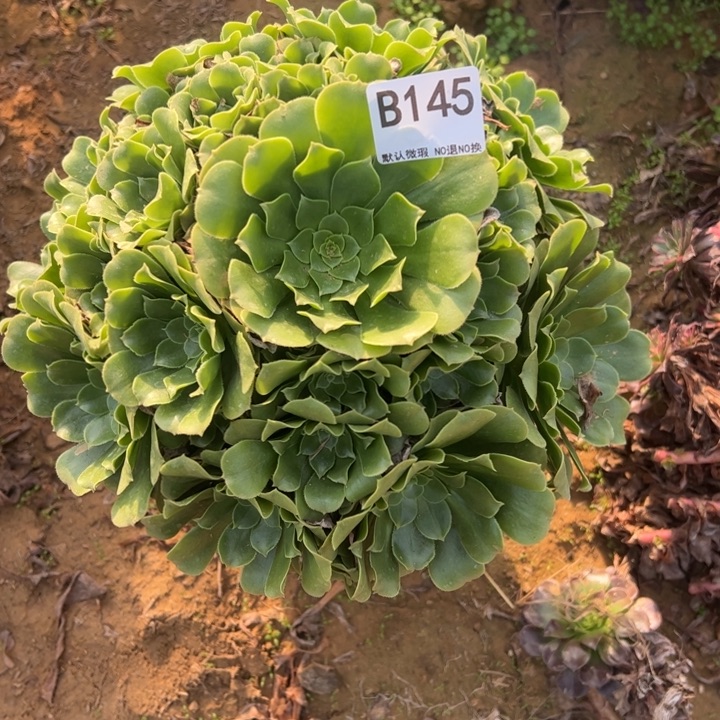 绿杨蓉多肉植物145.