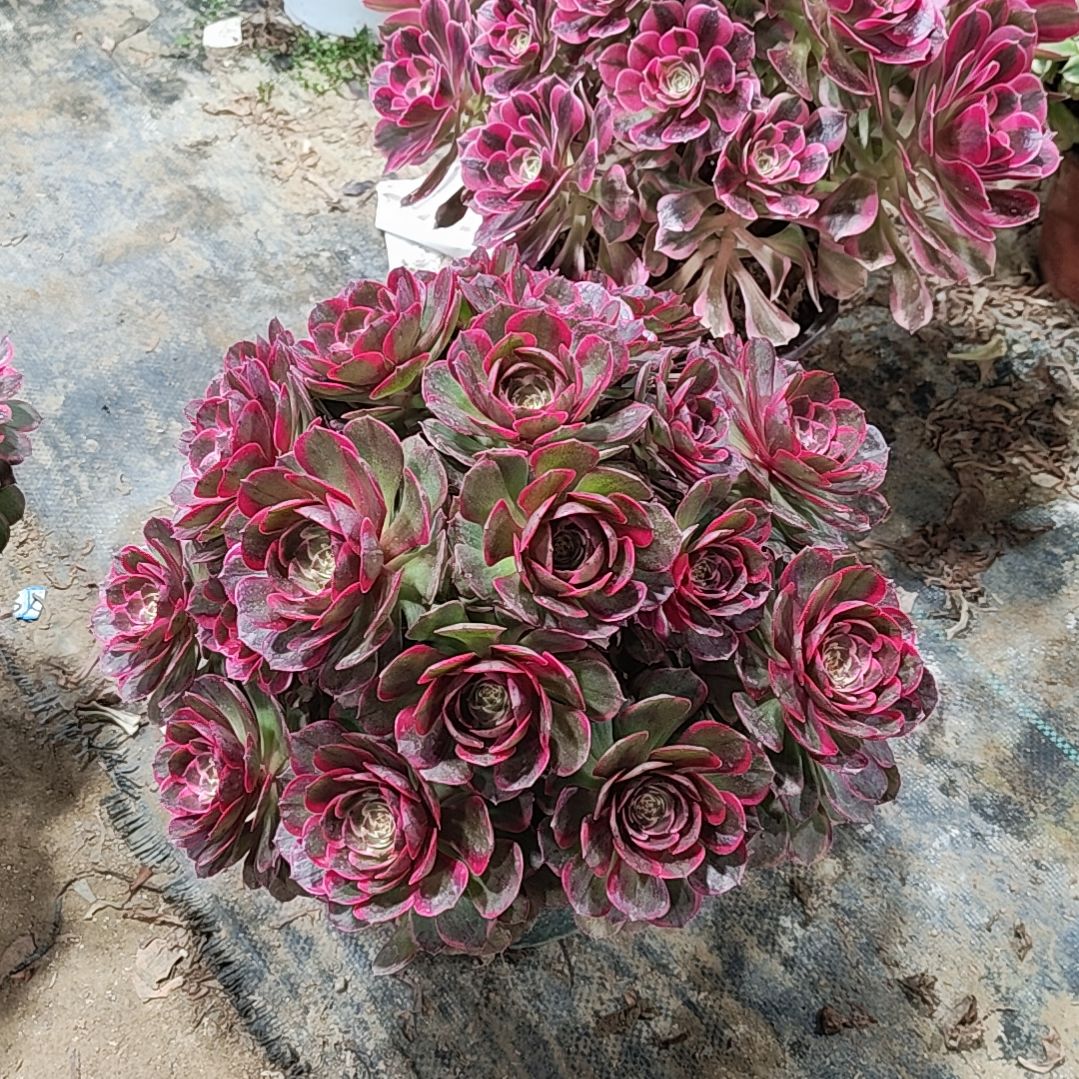 陛**姐19粉花妖法师无主头法师故事法师