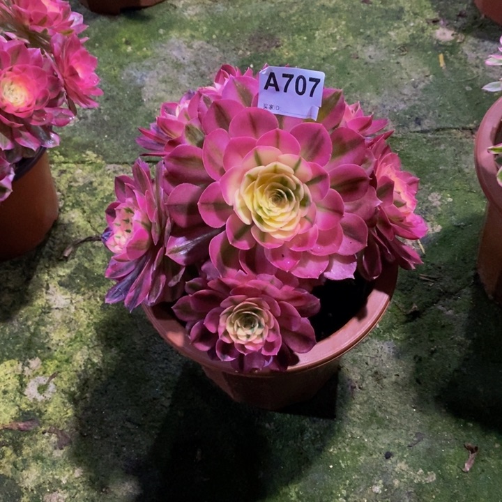 倾城多肉植物707