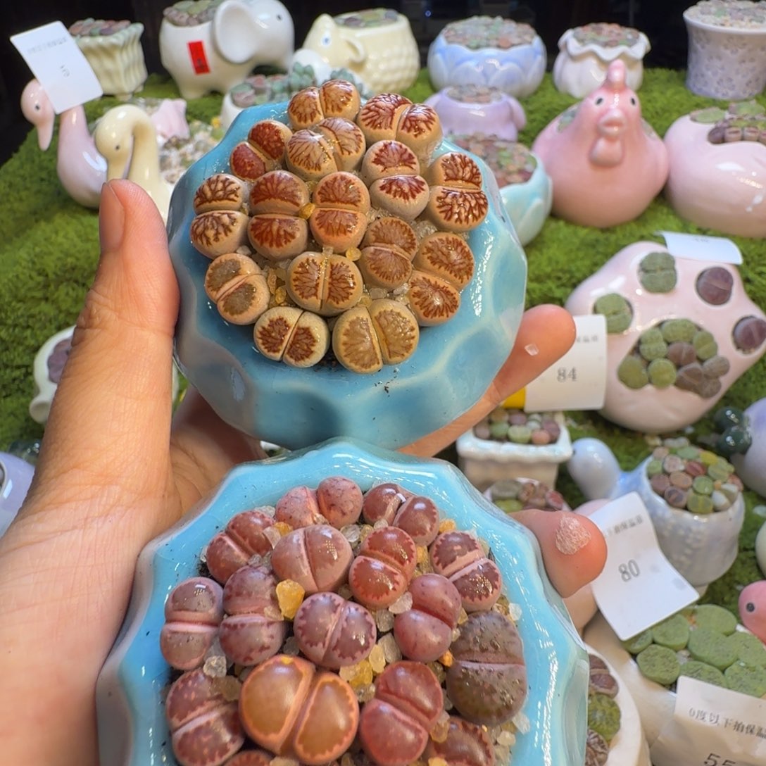 j****多肉植物福利冲76