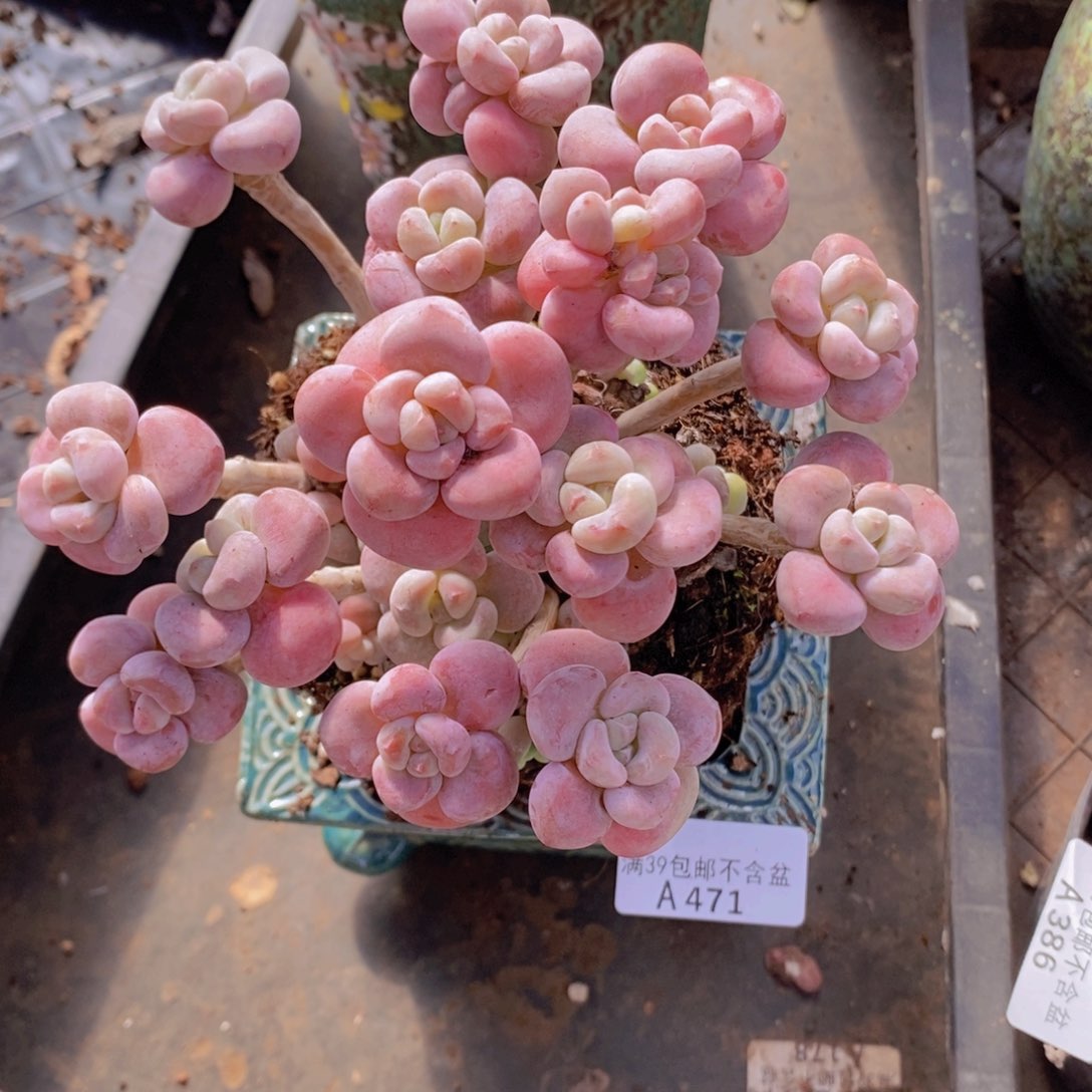 腰子洛神12cm471多肉植物