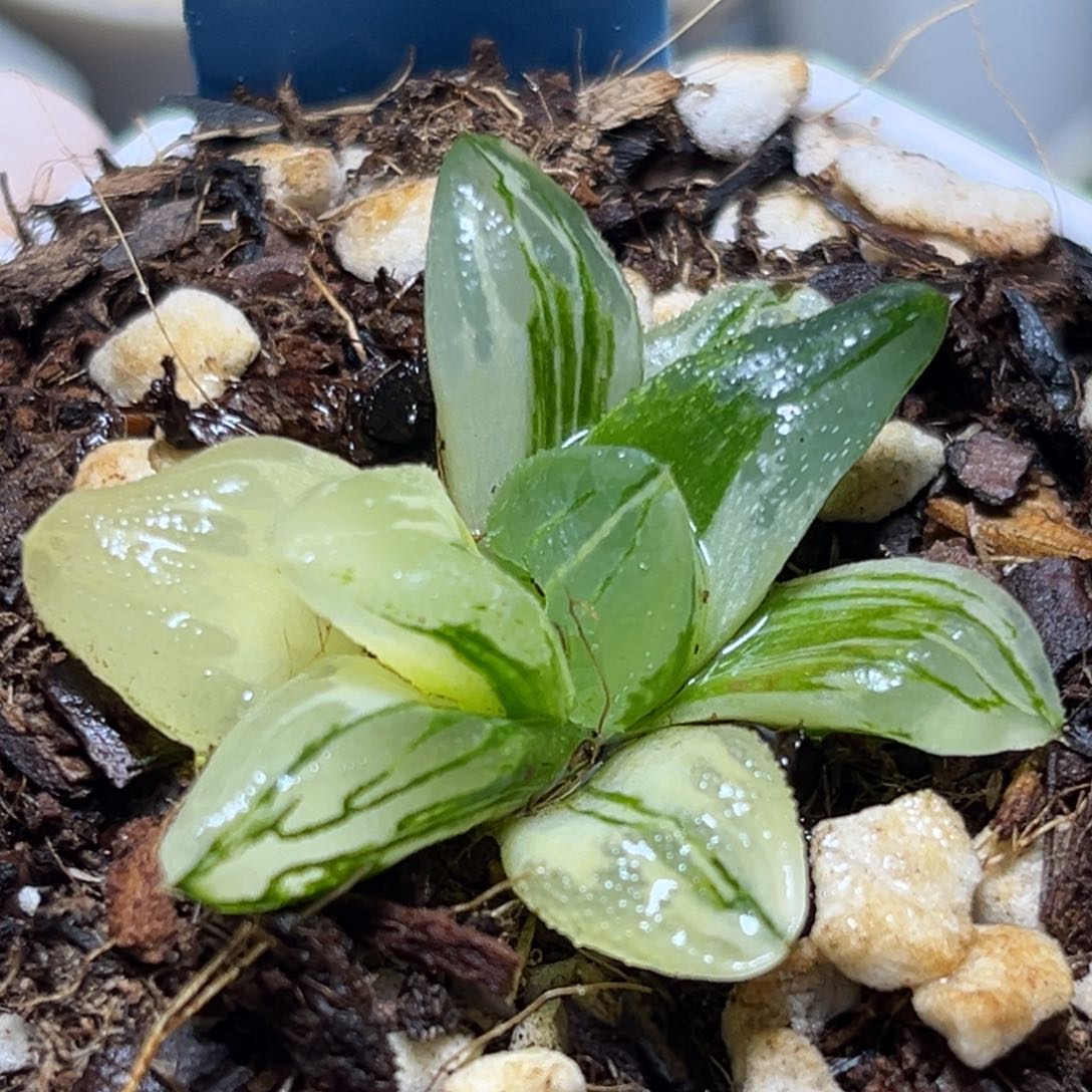 旺***贝恭喜发财大吉大利593