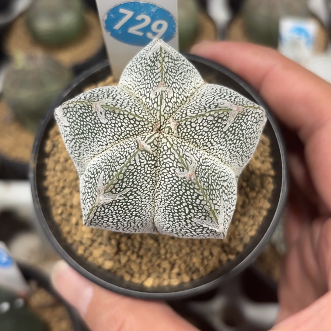 729实生恩冢鸾凤玉带盆带土