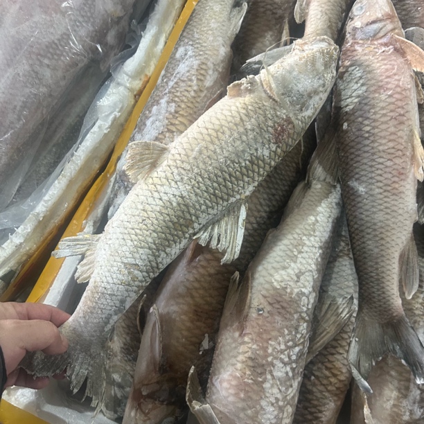 新鲜速冻非养殖虫虫鱼顺丰包邮