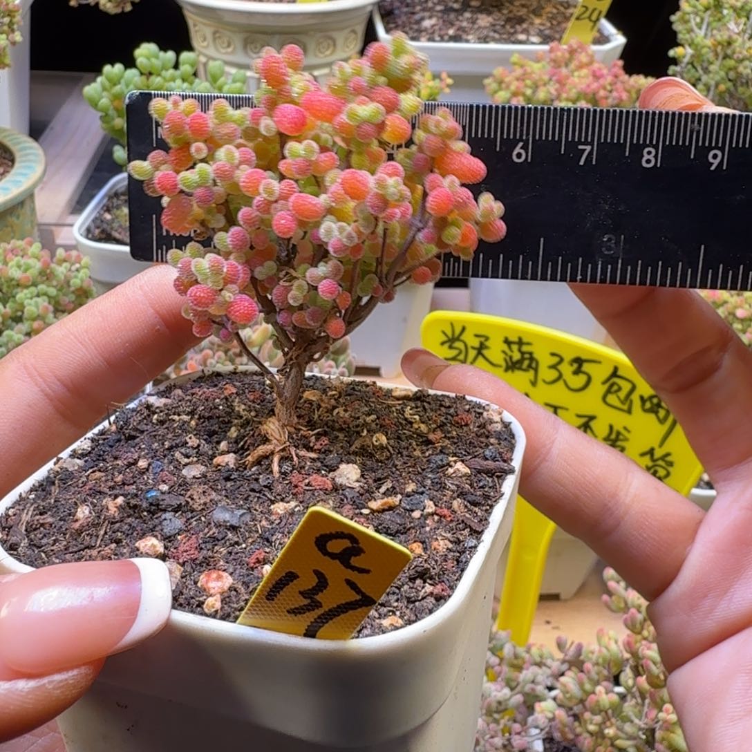 a137号橘子糖冠服5.5厘米左右