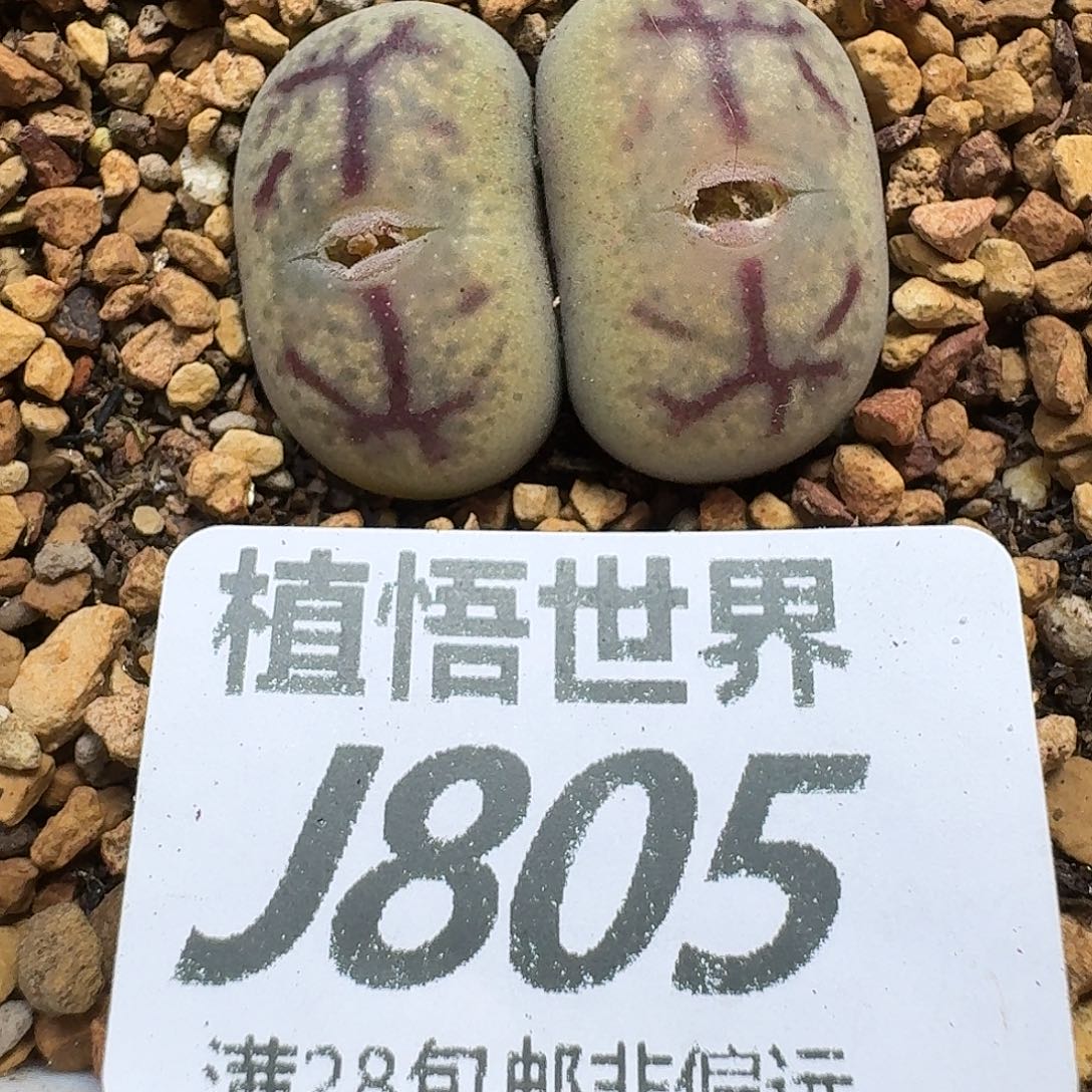 多肉植物的人生gbh