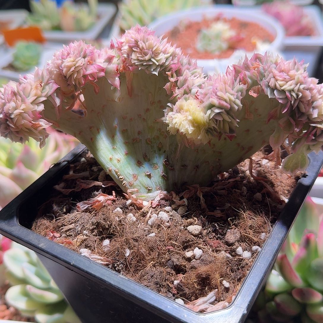 东云锦，多肉植物