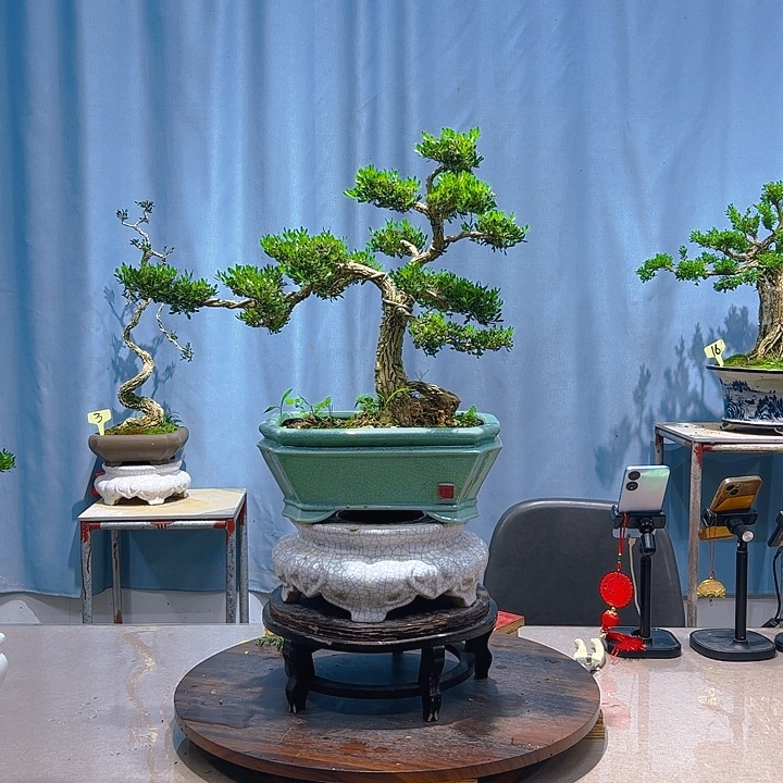 无花朵广东皱皮雀舌黄杨