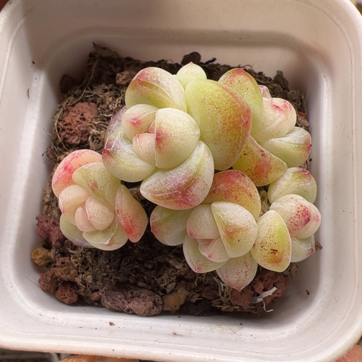 一物一拍精品糖心，尺寸不大介意勿拍