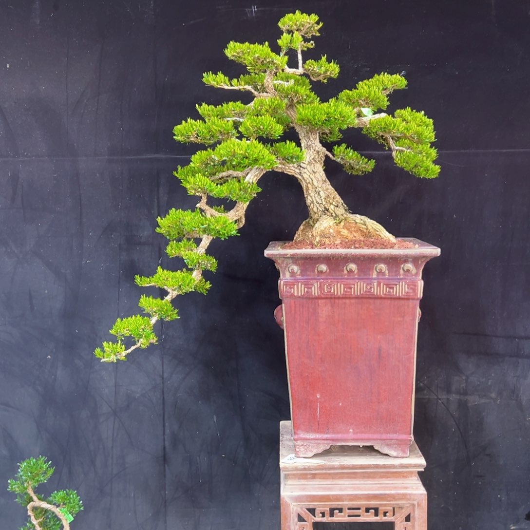 四季常青老桩黄杨盆景